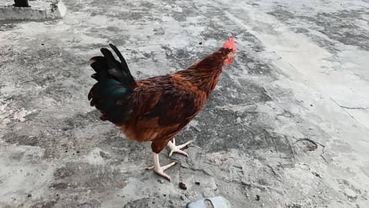 Golden Misri cock (Murgay)