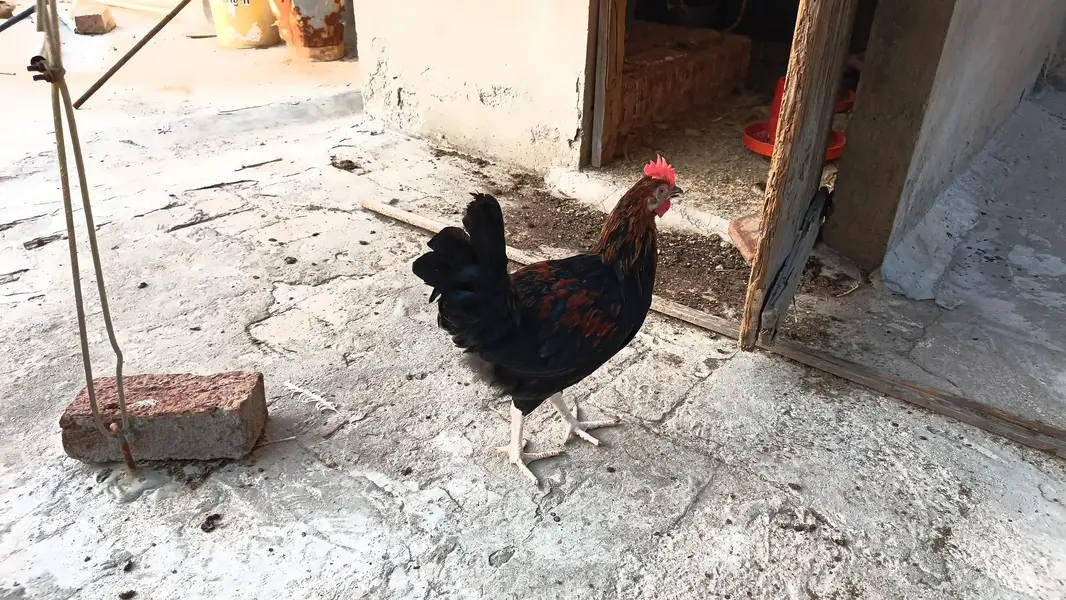 Golden Misri cock (Murgay) — photo 2