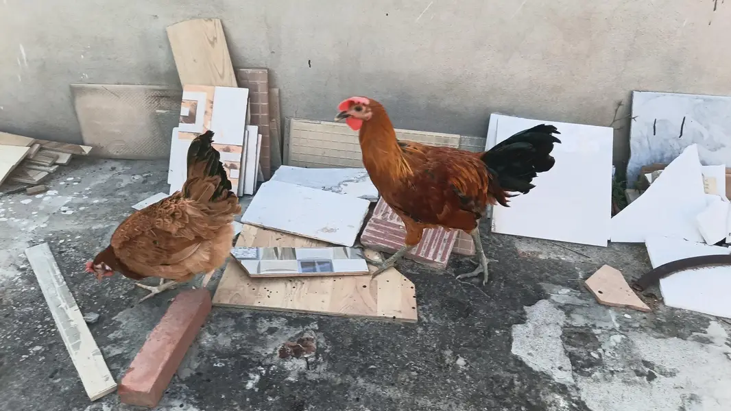 Golden Misri cock (Murgay) — photo 3