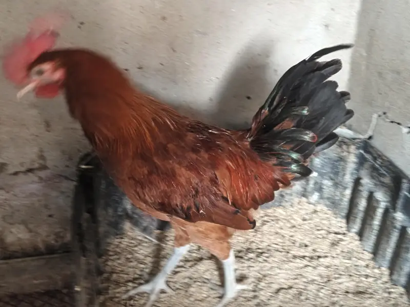 Golden Misri cock (Murgay) — photo 4