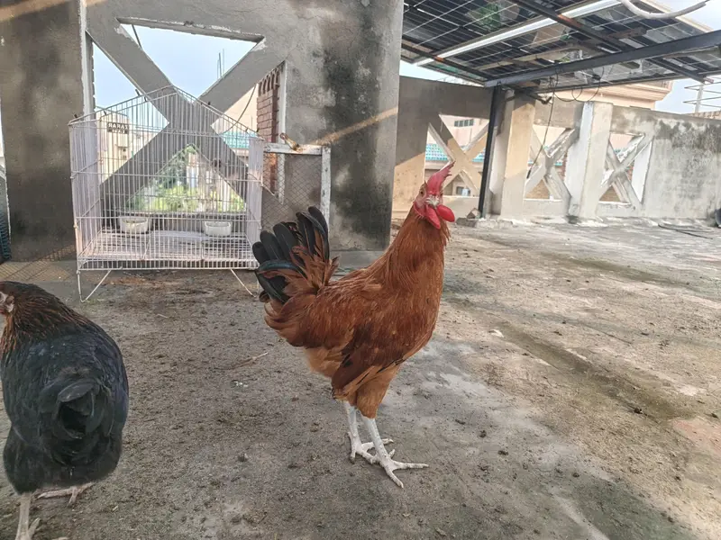 Golden Misri cock (Murgay) — photo 5