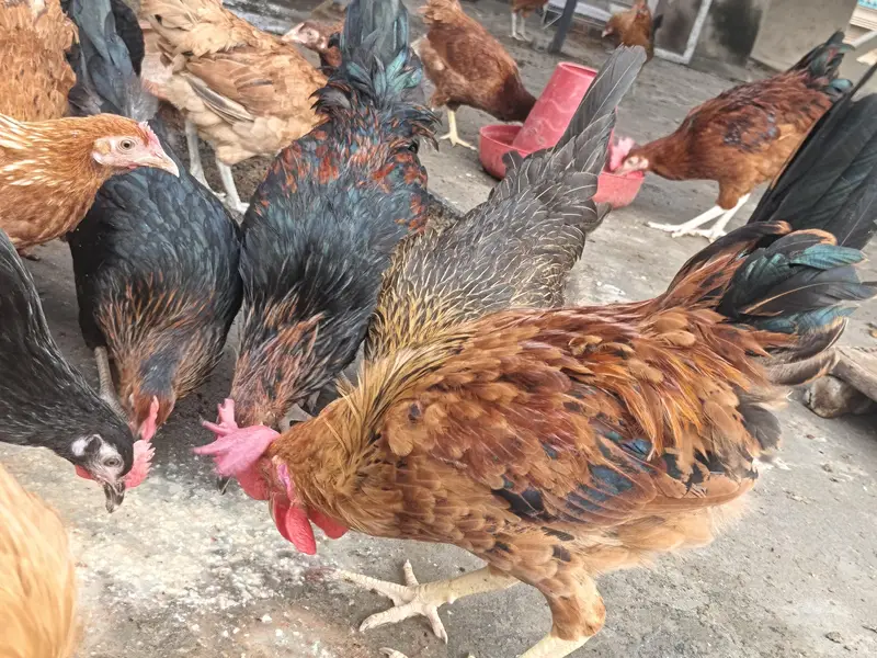 Golden Misri cock (Murgay) — photo 6