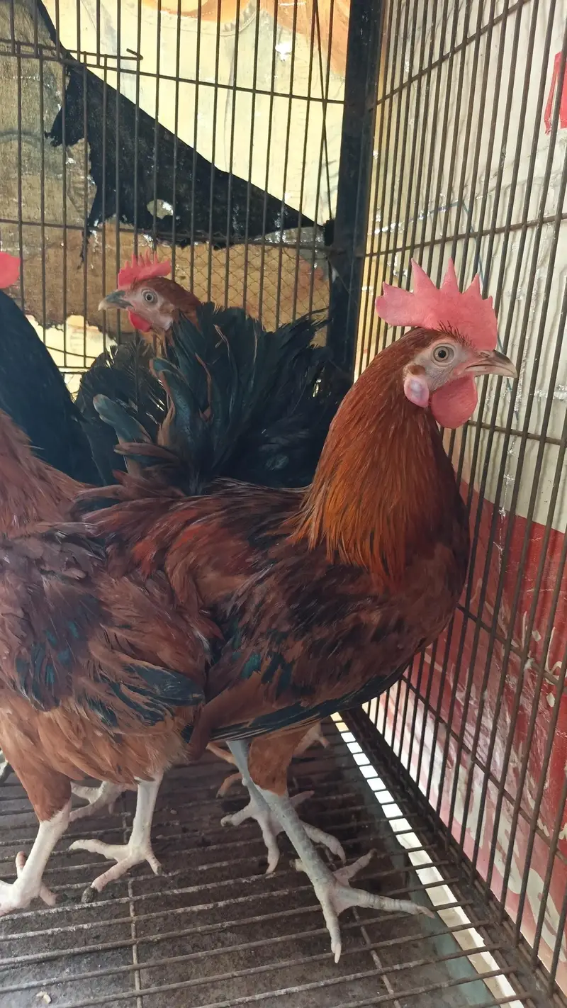 Golden Misri cock (Murgay) — photo 7