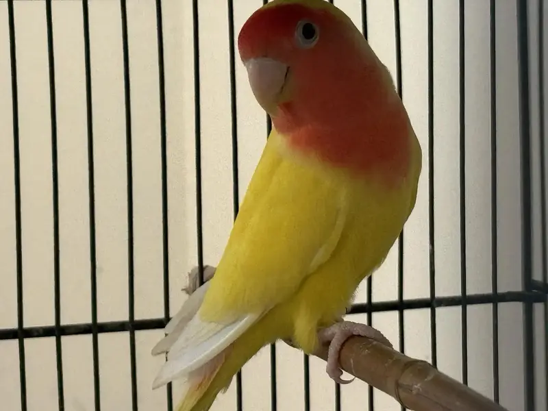 Lotino Breeder Pair For Sale — photo 2