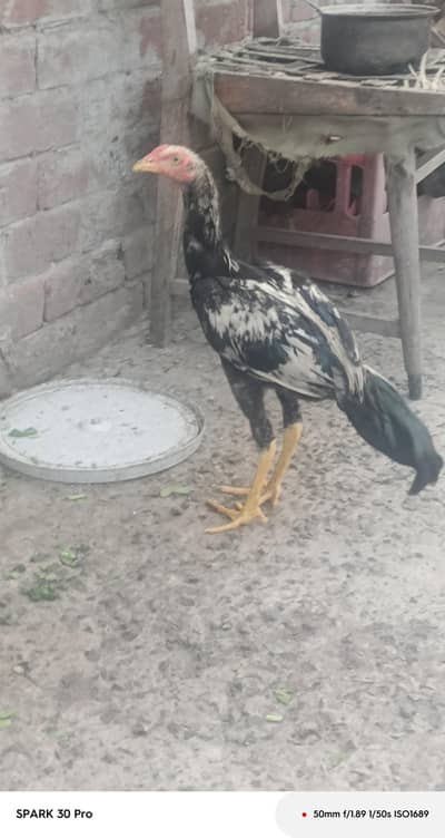 aseel male and  female patha pathiya  available