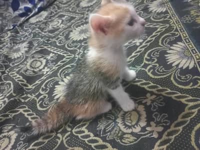 not Persian mother Persian hai sereus Byer msg kry