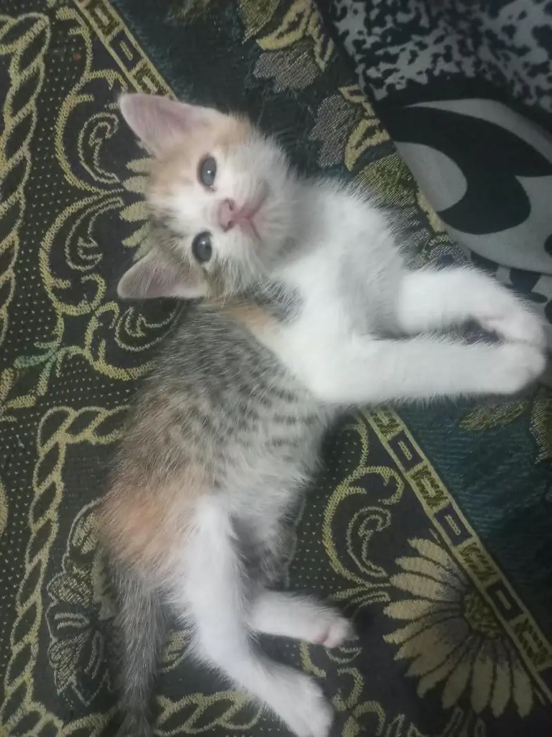 not Persian mother Persian hai sereus Byer msg kry — photo 2