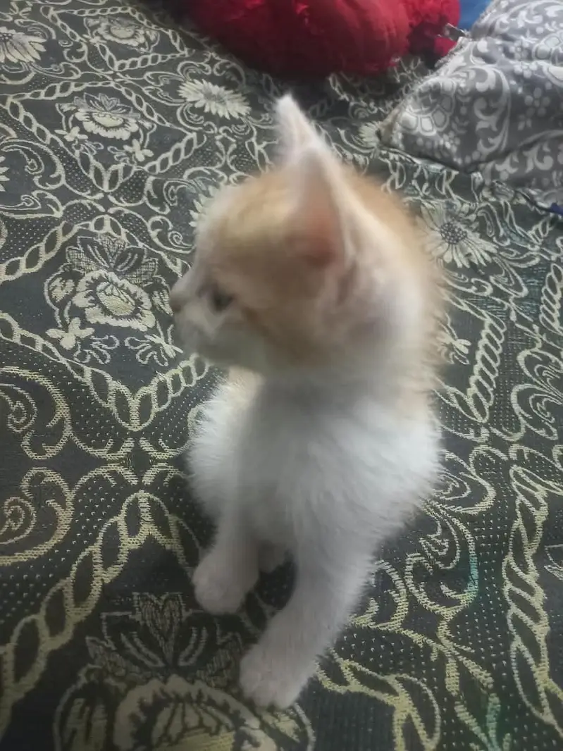 not Persian mother Persian hai sereus Byer msg kry — photo 3