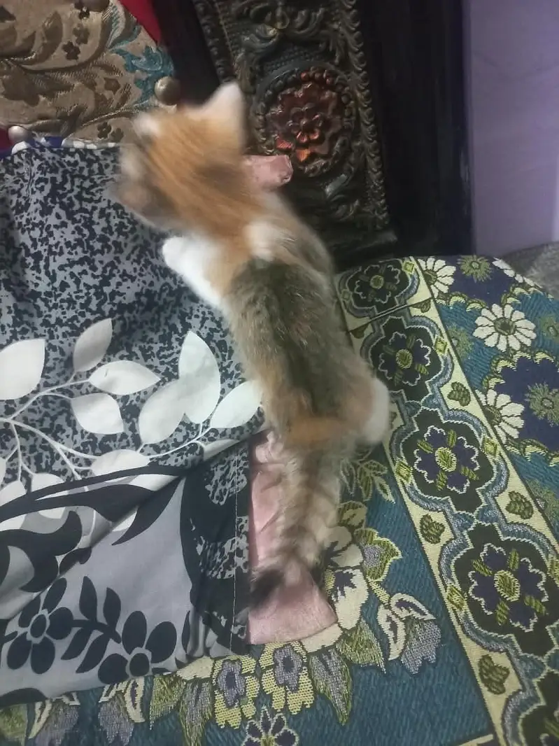 not Persian mother Persian hai sereus Byer msg kry — photo 4