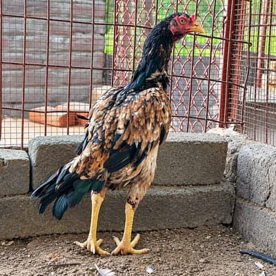 aseel minwali for sale