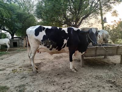 JERSEY WALATI COW WITH A LITTE BABY