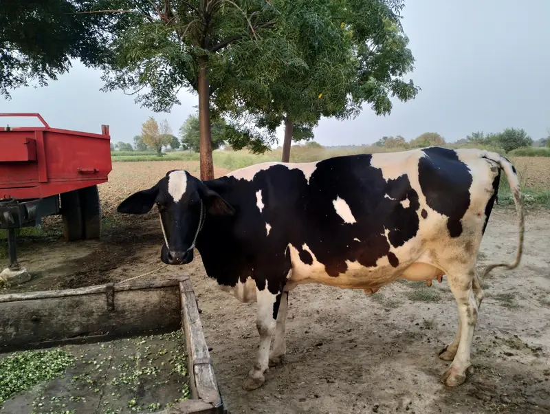 JERSEY WALATI COW WITH A LITTE FEMALE BABY — photo 2