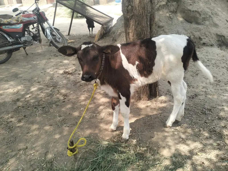 JERSEY WALATI COW WITH A LITTE FEMALE BABY — photo 3