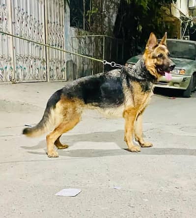 German Shepherd female