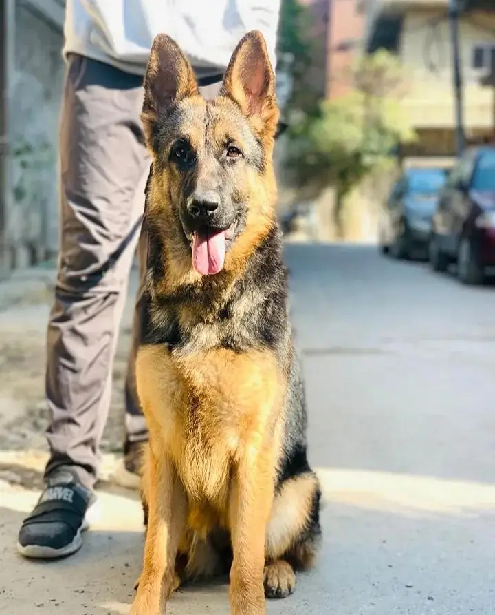 German Shepherd female — photo 2