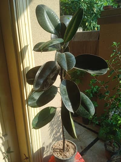 Best plants for your home at Pwd Islamabad