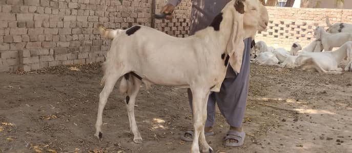 bakra for breeder