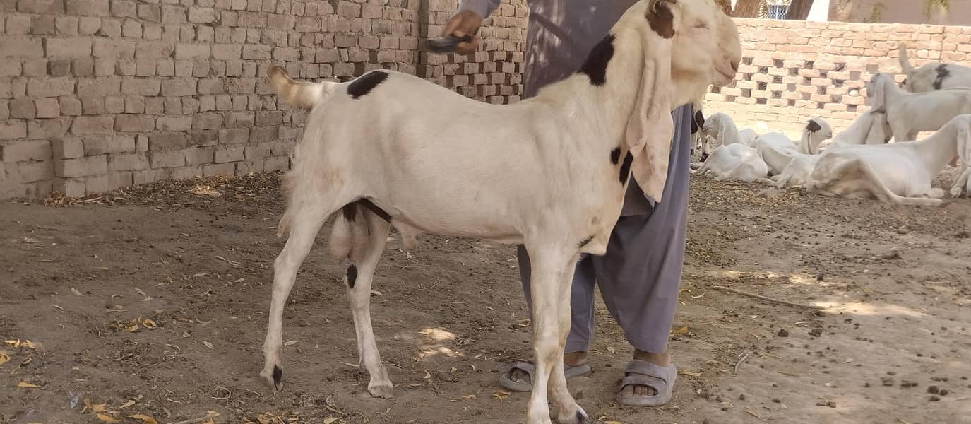 bakra for breeder 0
