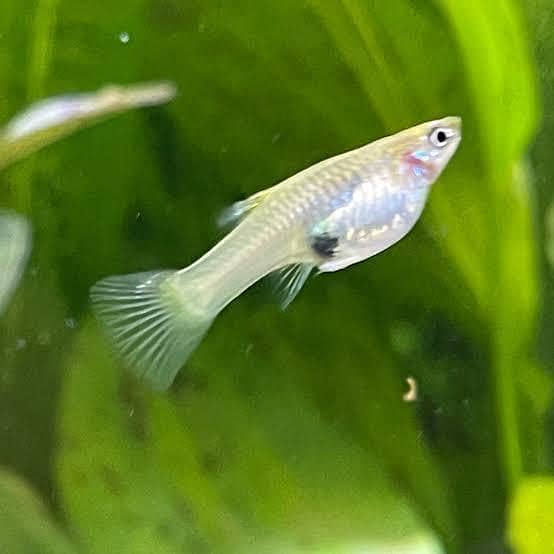 Guppy Fish 0