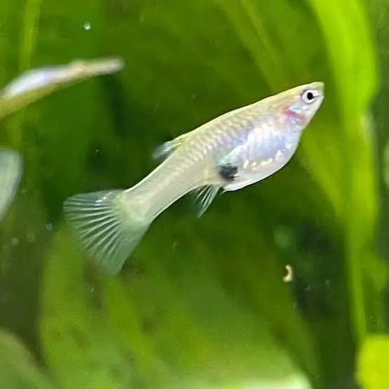Guppy Fish