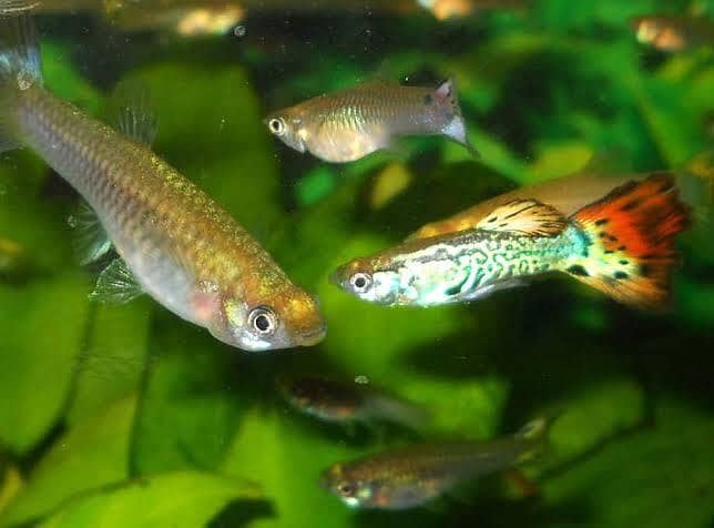 Guppy Fish 1