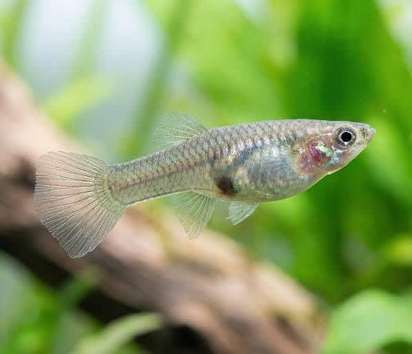 Guppy Fish 2