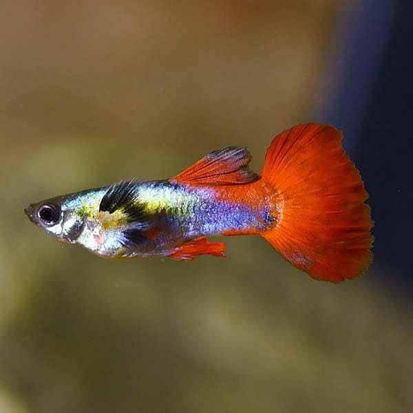 Guppy Fish 3