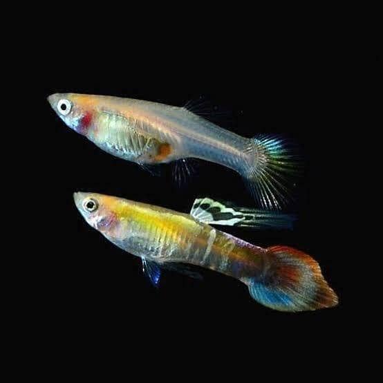 Guppy Fish 4