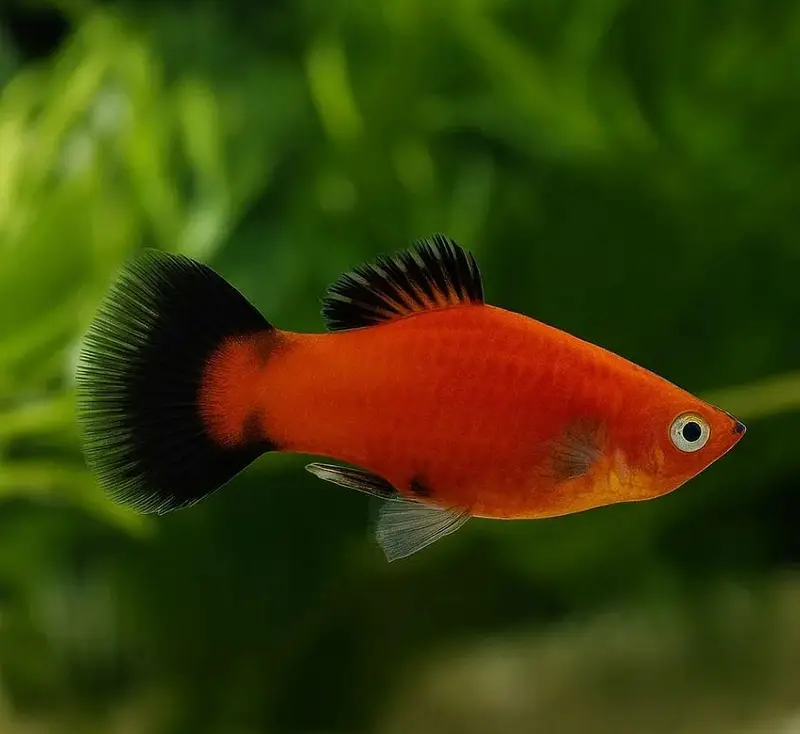 Guppy Fish — photo 6