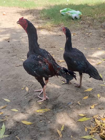 beautiful pair