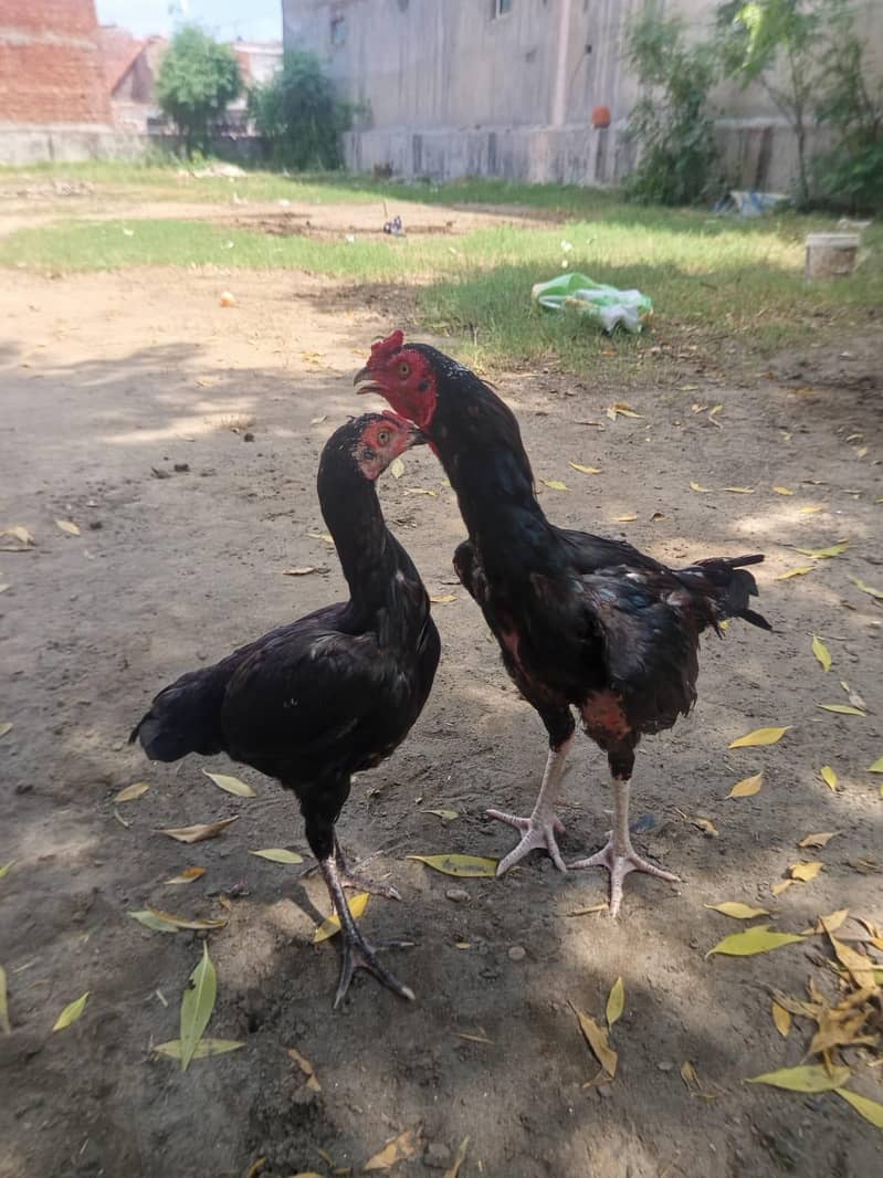 beautiful pair 3