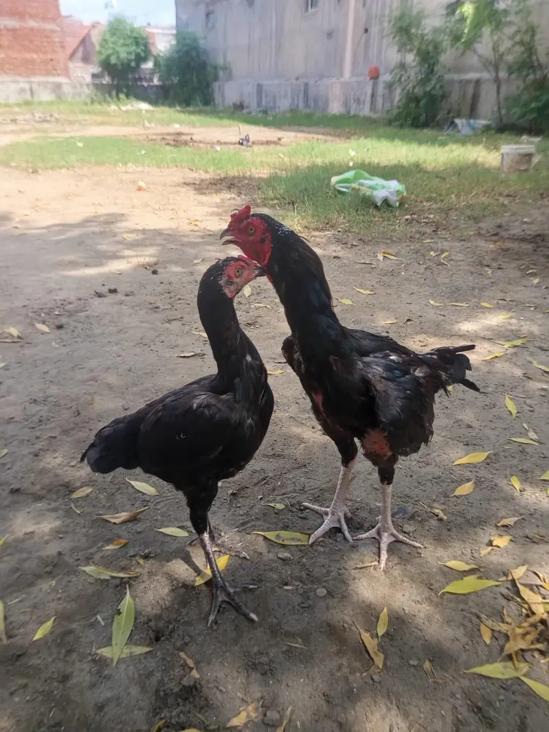 beautiful pair — photo 4
