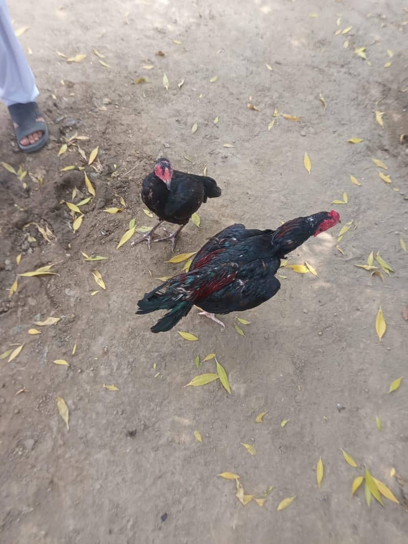 beautiful pair 4