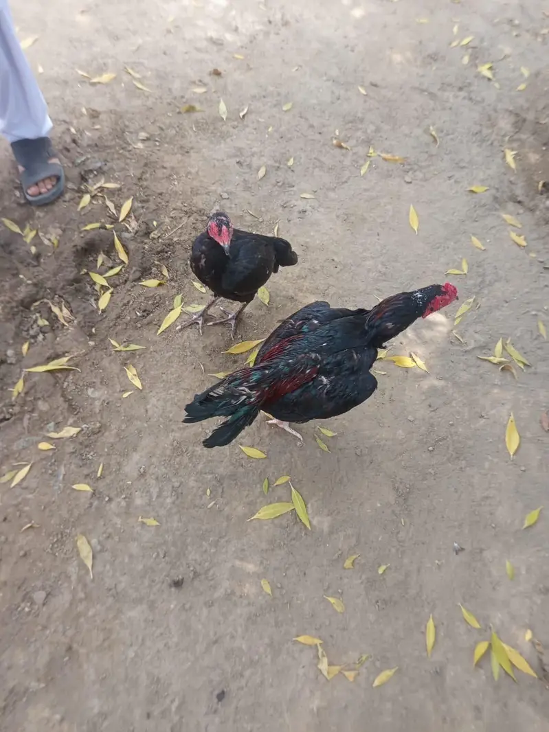 beautiful pair — photo 5