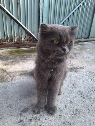 lost cat [ Reward if found ]