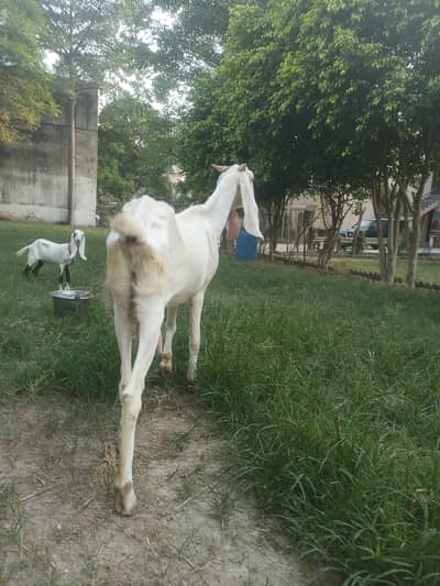 raja puri long heighted bakri with kid for sale gaban h
