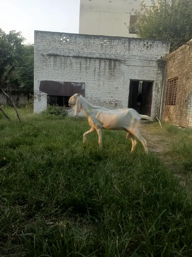 raja puri long heighted bakri with kid for sale gaban h — photo 2