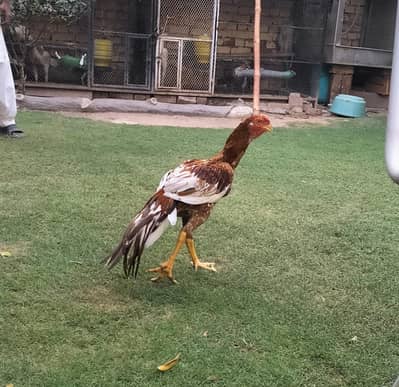 Parrot beak superb  quality pathay