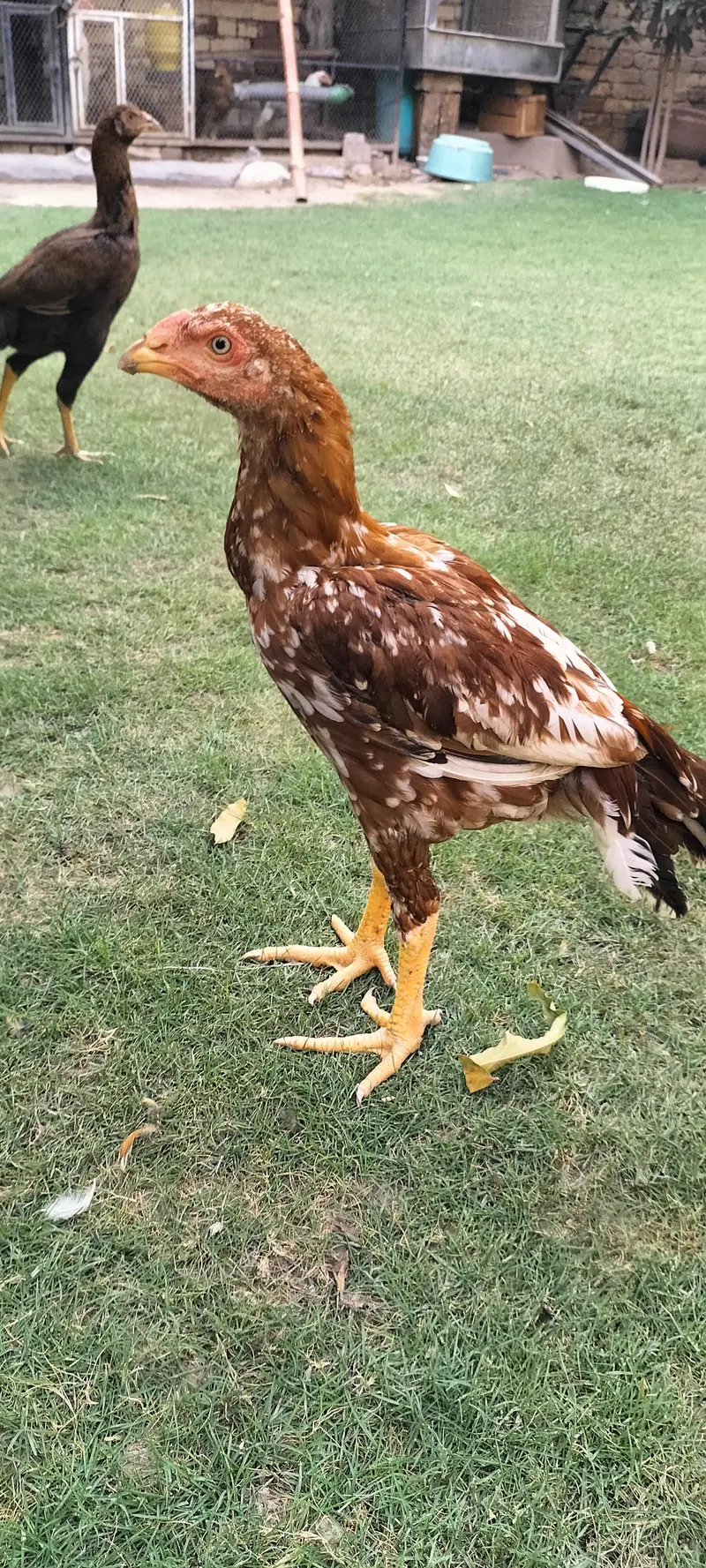 Parrot beak superb  quality pathay — photo 2