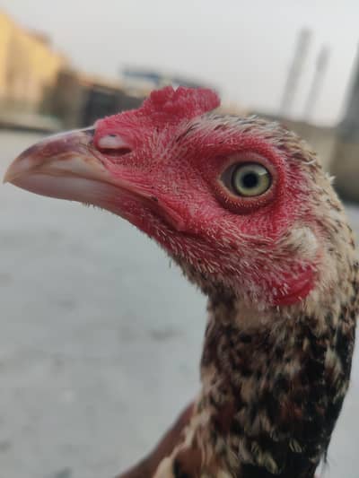 aseel pthy or white pthi for sale h