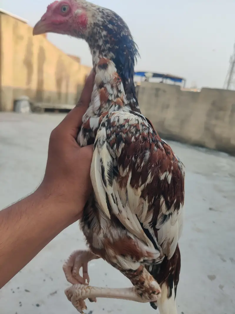 aseel pthy or white pthi for sale h — photo 3