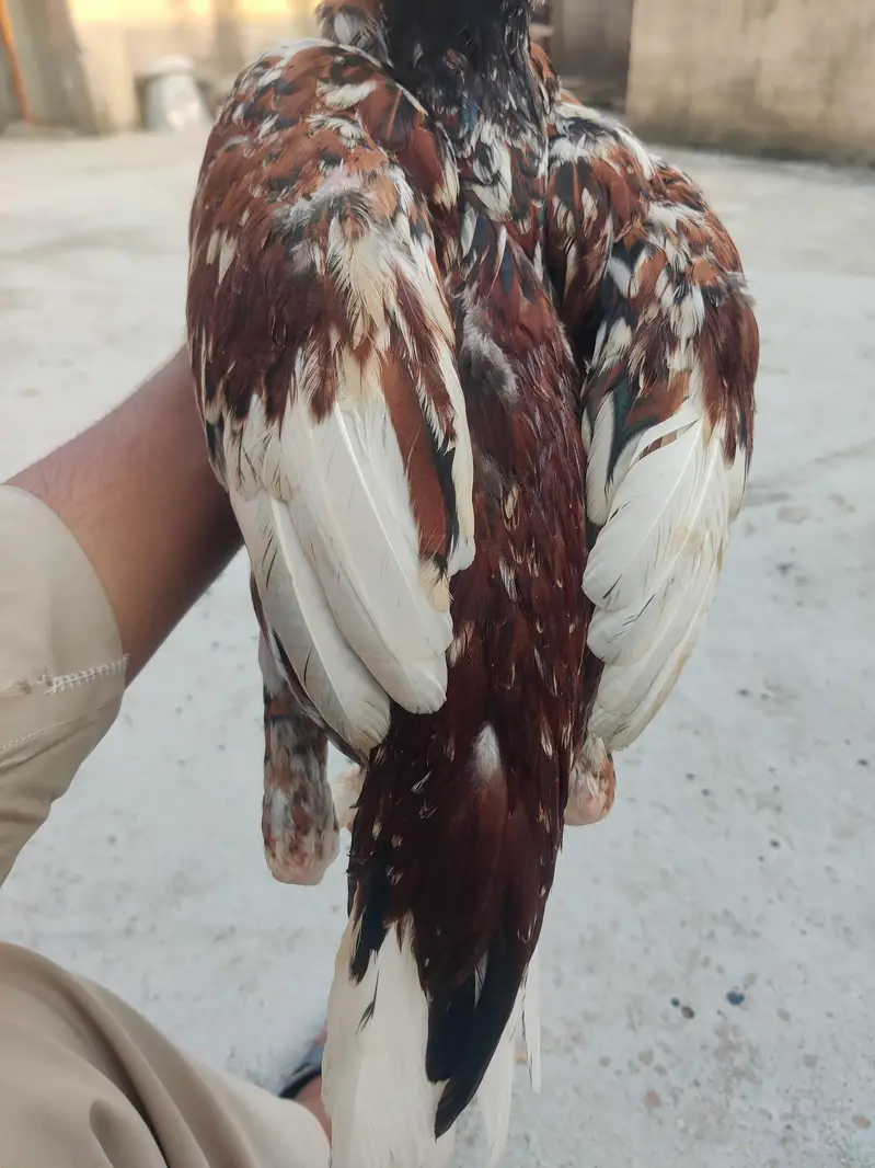 aseel pthy or white pthi for sale h — photo 4