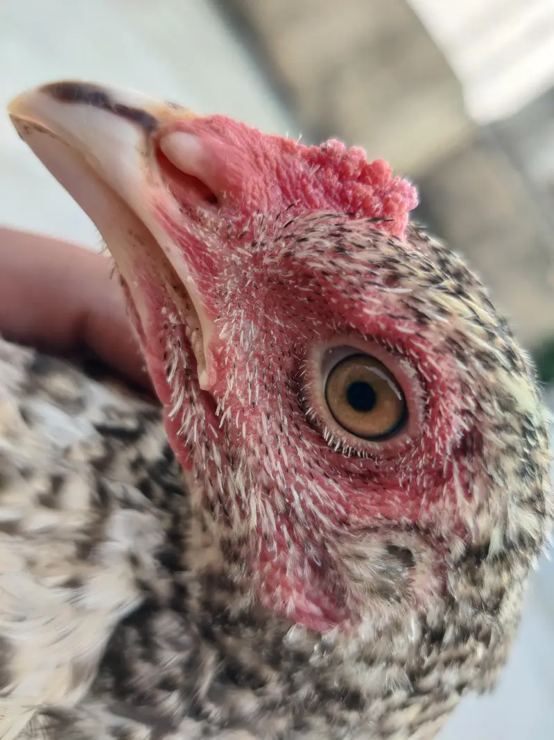aseel pthy or white pthi for sale h — photo 5