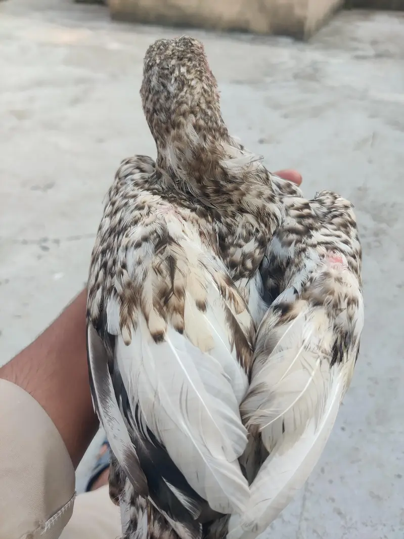 aseel pthy or white pthi for sale h — photo 6