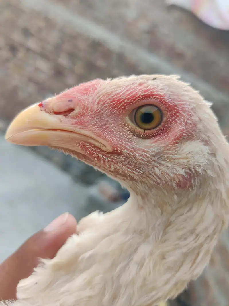 aseel pthy or white pthi for sale h — photo 8