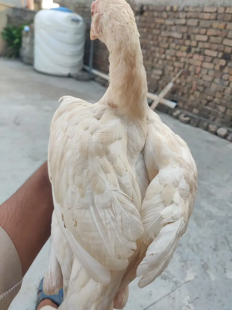 aseel pthy or white pthi for sale h — photo 9