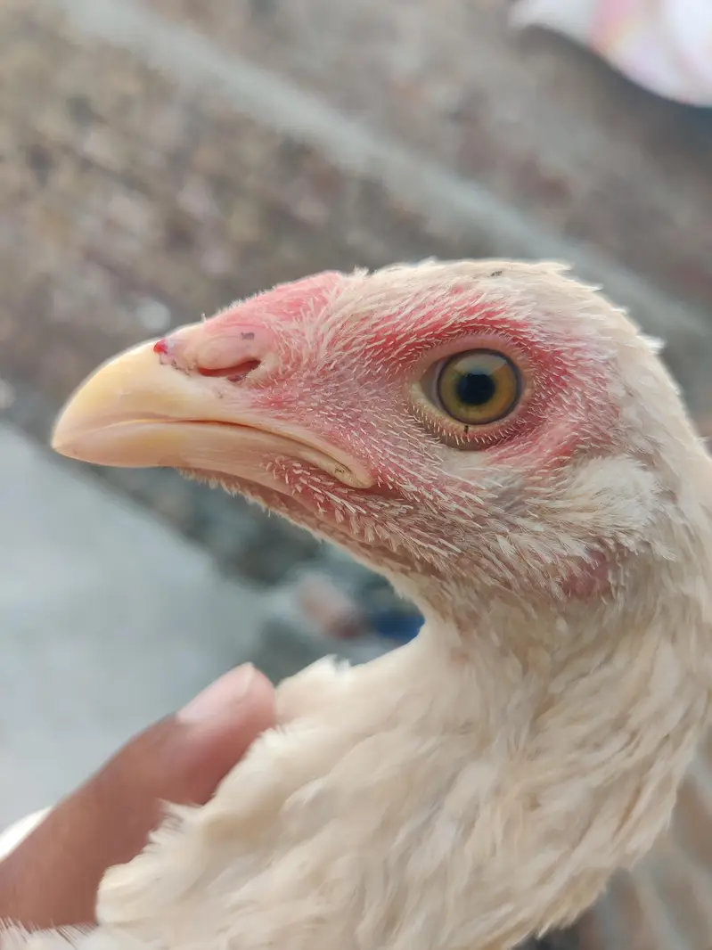 aseel pthy or white pthi for sale h — photo 10