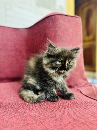 Tripple coated punch face kitten