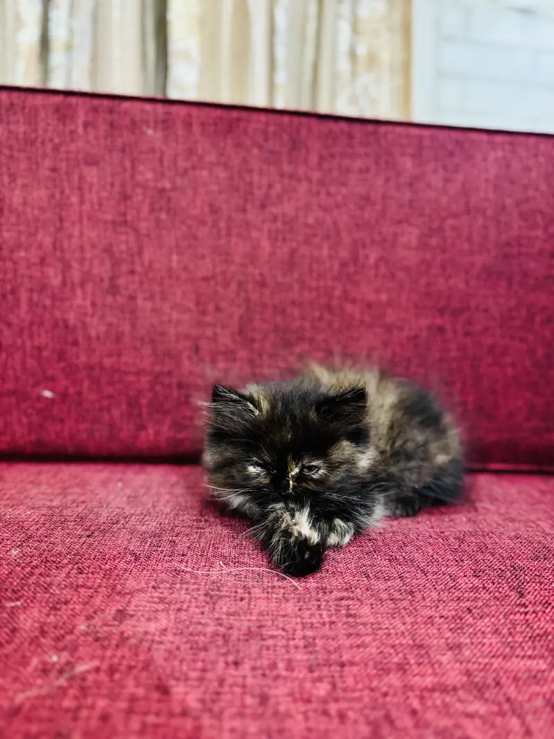 Tripple coated punch face kitten — photo 2