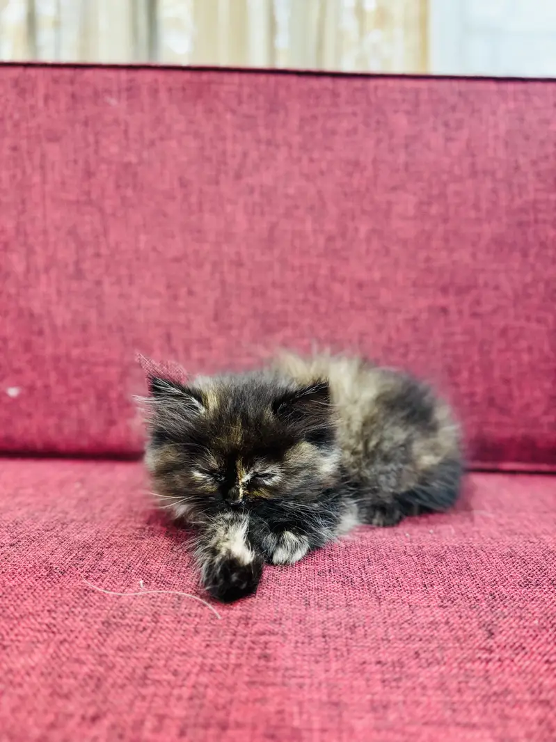 Tripple coated punch face kitten — photo 3